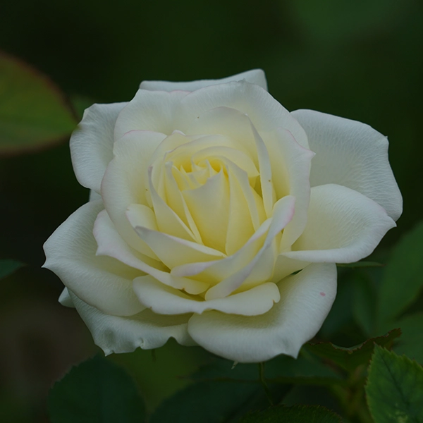 品種名COMING SOON